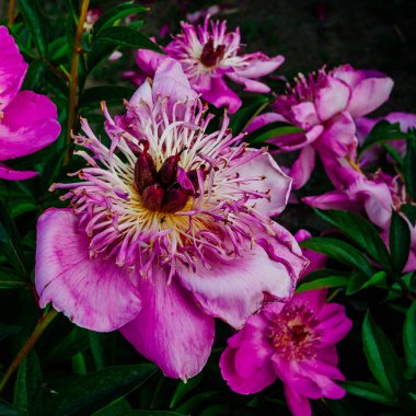 Yazın botanik bahçesinden alınmış güzel şakayık çiçekleri.