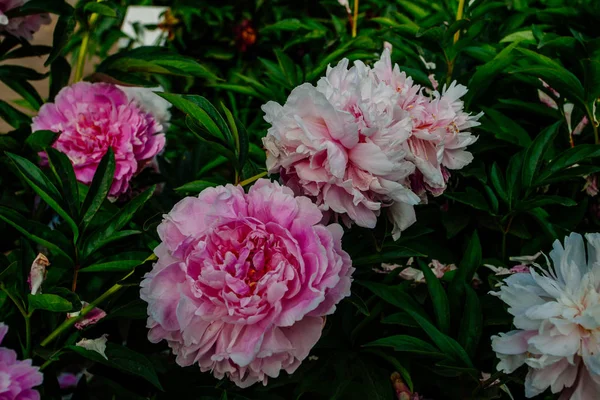 Hermosa Flor Peonía Tomada Jardín Botánico Verano —  Fotos de Stock