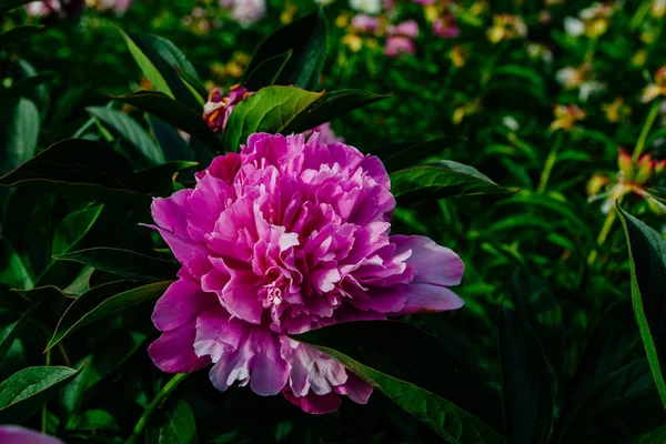 Fleur Pivoine Abondante Prise Dans Jardin Botanique Été — Photo