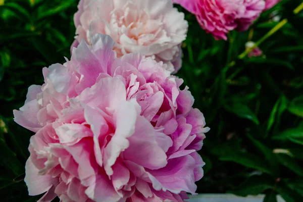 Krásná Pivoňka Pořízena Botanické Zahradě Létě — Stock fotografie