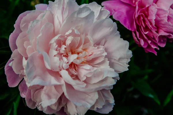 Vackra Pion Blomma Tas Botanisk Trädgård Sommaren — Stockfoto