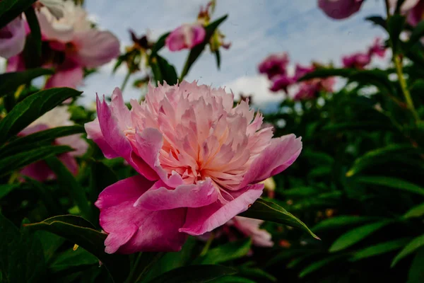 Красива Квітка Півонії Взята Ботанічному Саду Влітку — стокове фото