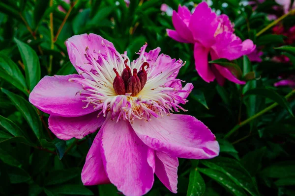 Όμορφο Λουλούδι Παιώνιας Που Λαμβάνονται Στο Βοτανικό Κήπο Καλοκαίρι — Φωτογραφία Αρχείου