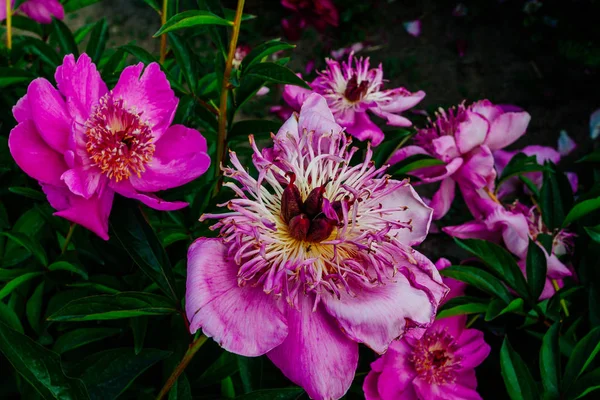 Piękny Kwiat Piwonii Podjęte Ogrodzie Botanicznym Lecie — Zdjęcie stockowe