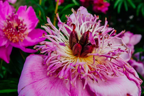 Красива Квітка Півонії Взята Ботанічному Саду Влітку — стокове фото