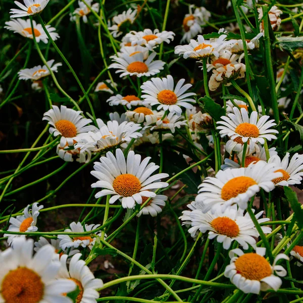 Camomilas Selvagens Campo Flores Tomadas Início Verão — Fotografia de Stock