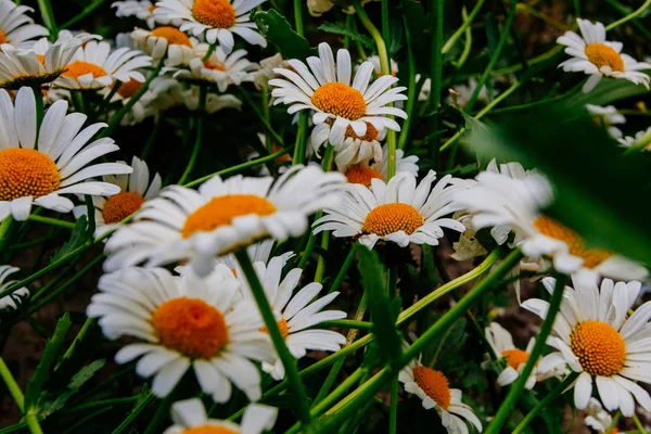 Vahşi Papatya Çiçekleri Yaz Başında Alınır — Stok fotoğraf