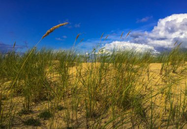 Gezinti beyaz se Gdansk, Polonya