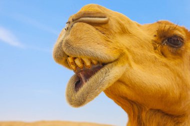 Komik deve İsrail çölünde, yakın çekim