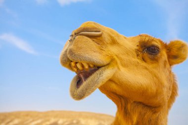 Komik deve İsrail çölünde, yakın çekim