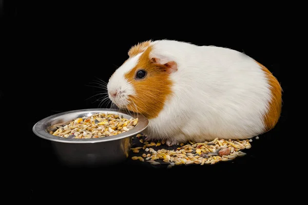 White Red Funny Cavy Isolated Black Background — Stock Photo, Image