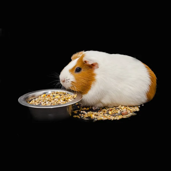 White Red Funny Cavy Isolated Black Background — Stock Photo, Image