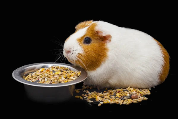 White Red Funny Cavy Isolated Black Background — Stock Photo, Image