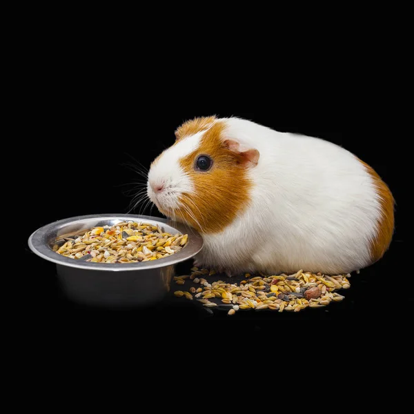 White Red Funny Cavy Isolated Black Background — Stock Photo, Image