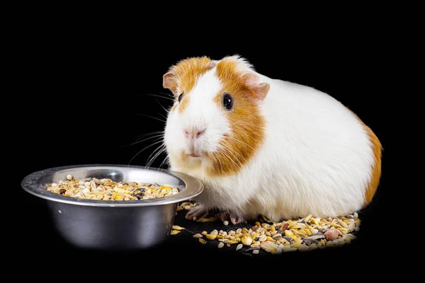 White Red Funny Cavy Isolated Black Background — Stock Photo, Image