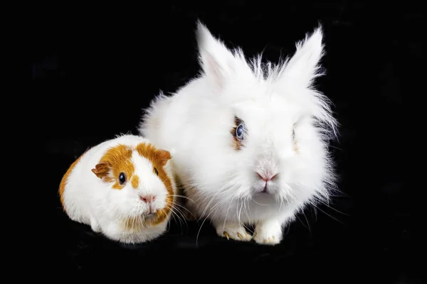 Funny Cavy White Rabbit Isolated Black Background — Stock Photo, Image