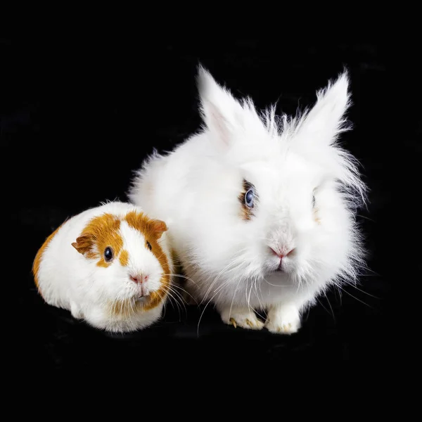 Funny Cavy White Rabbit Isolated Black Background — Stock Photo, Image