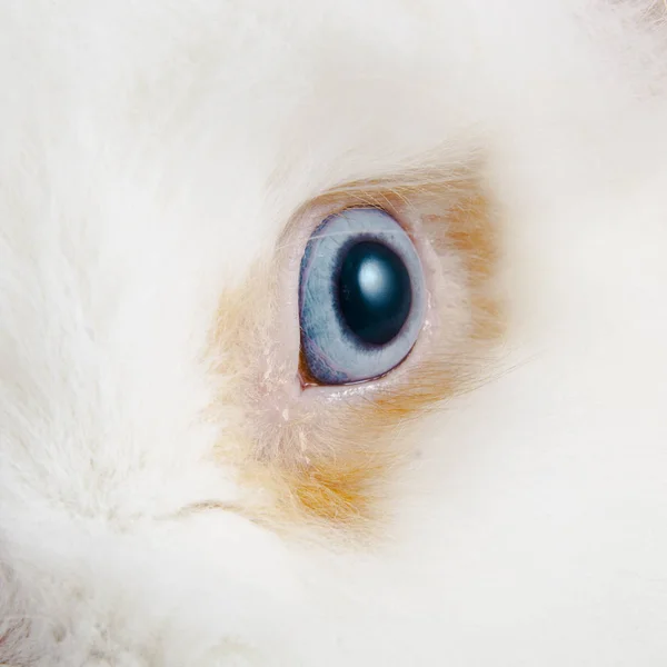 Rabbit Blue Eye Texture Background — Stock Photo, Image