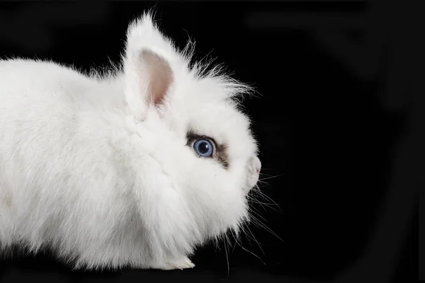Weißes Kaninchen Mit Blauen Augen Auf Schwarzem Hintergrund — Stockfoto