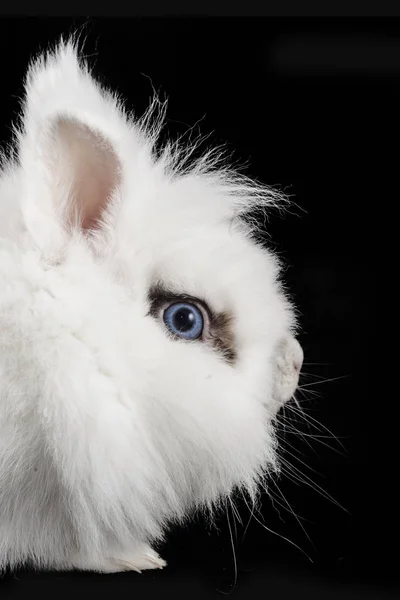 Білий Кролик Блакитними Очима Ізольований Чорному Тлі — стокове фото