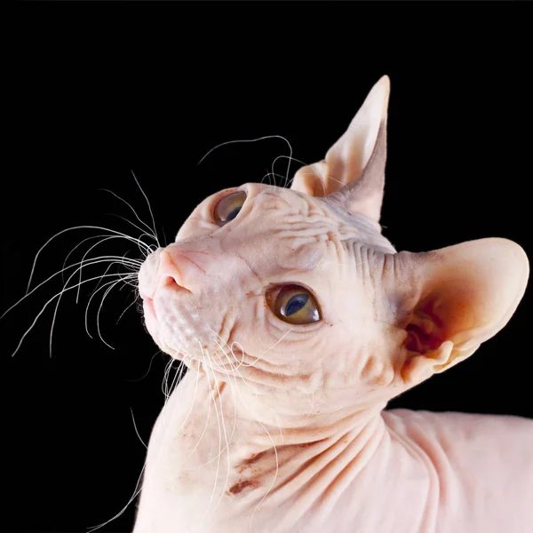 Sphinx naked cat isolated on the black background