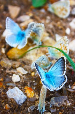 Ortak Mavi Kelebek - Polyommatus icarus Üzerinde Marjoram