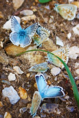 Ortak Mavi Kelebek - Polyommatus icarus Üzerinde Marjoram