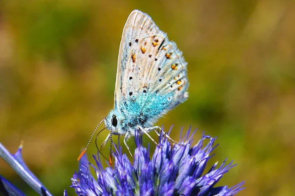 Papillon Bleu Commun Polyommatus Icarus Sur Marjolaine — Photo