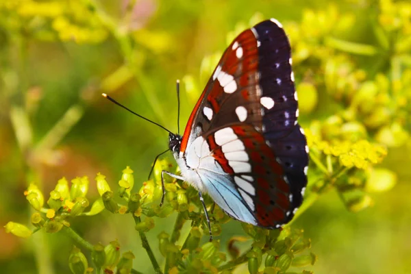 Lopinga Achine Mariposa Sentado Piedra —  Fotos de Stock