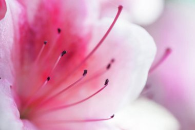 Parlak pembe rhododendron makro fotoğraf