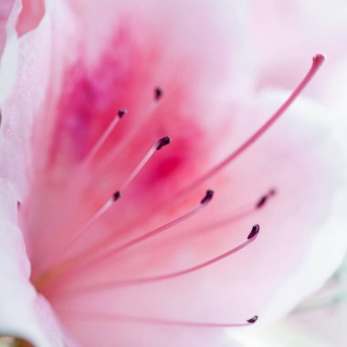 Parlak pembe rhododendron makro fotoğraf