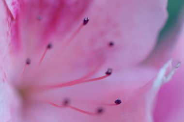 Parlak pembe rhododendron makro fotoğraf