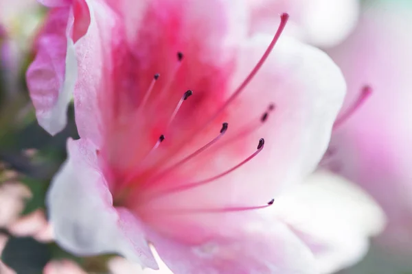 Fotografía Macro Rododendro Rosa Brillante — Foto de Stock