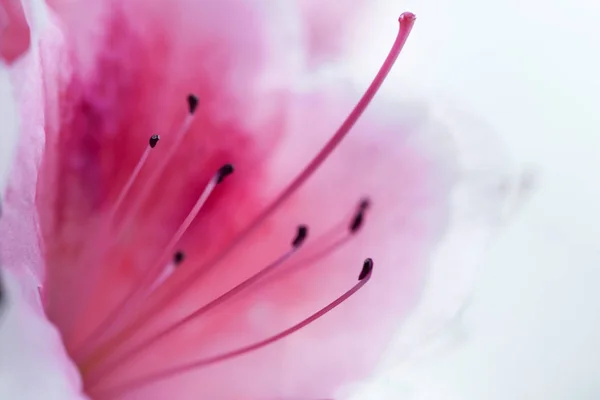 Élénk Rózsaszín Rhododendron Makró Fotó — Stock Fotó