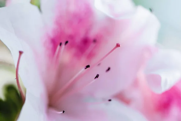 Jasny Różowy Rododendron Makro Zdjęcie — Zdjęcie stockowe