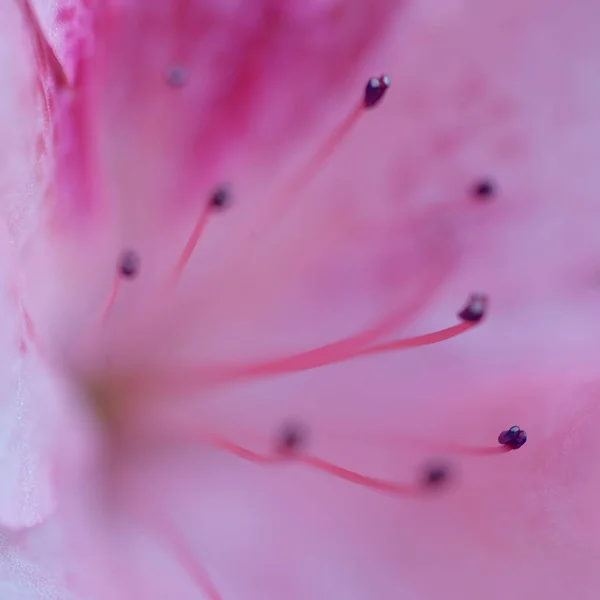 Parlak Pembe Rhododendron Makro Fotoğraf — Stok fotoğraf