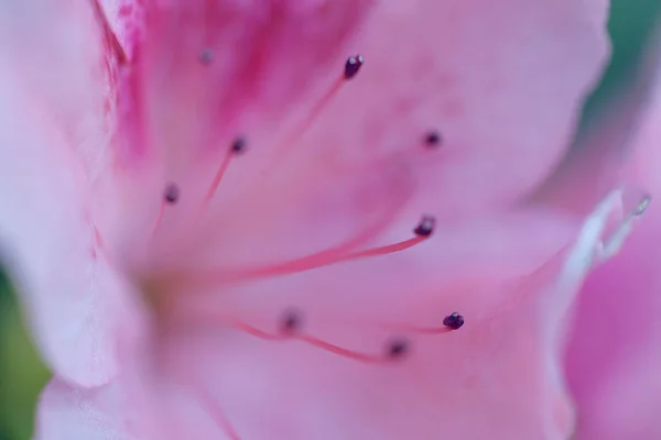 Jasny Różowy Rododendron Makro Zdjęcie — Zdjęcie stockowe