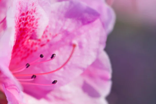 Macro Photo Rhododendron Rose Vif — Photo