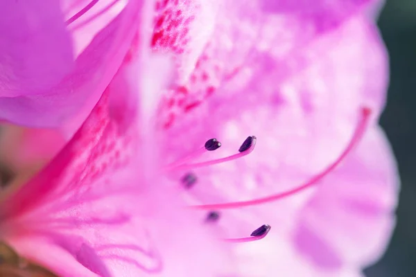 Fotografía Macro Rododendro Rosa Brillante — Foto de Stock