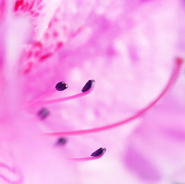 Leuchtend Rosa Rhododendron Makro Foto — Stockfoto