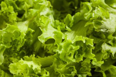 Taze yeşil marul salatası - sağlıklı yemek geçmişi