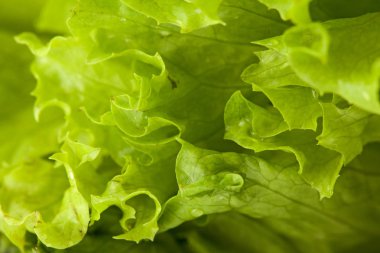 Taze yeşil marul salatası - sağlıklı yemek geçmişi