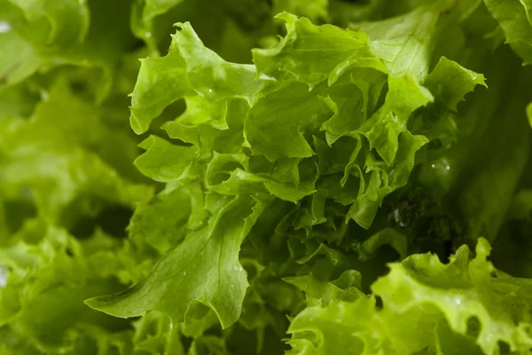 Ensalada de lechuga verde fresca - Fondo alimentario saludable —  Fotos de Stock