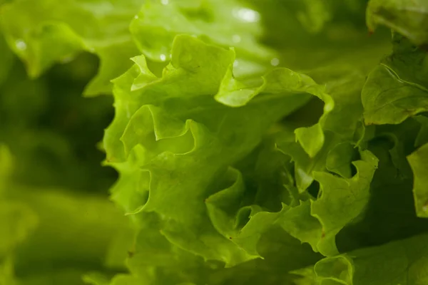 Ensalada de lechuga verde fresca - Fondo alimentario saludable — Foto de Stock