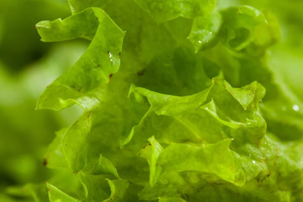 Fresh green lettuce salad - healthy food background — Stock Photo, Image