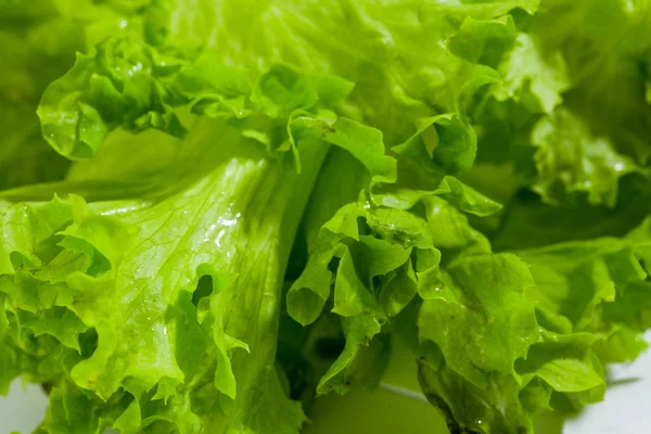 Ensalada de lechuga verde fresca - Fondo alimentario saludable —  Fotos de Stock