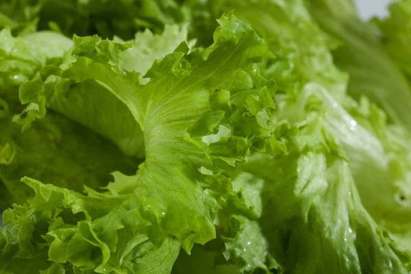 Ensalada de lechuga verde fresca - Fondo alimentario saludable — Foto de Stock