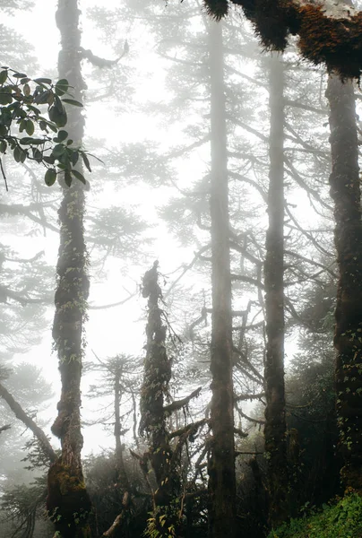 Лес в тумане Непала — стоковое фото