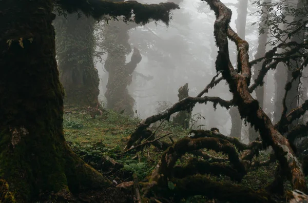 Las we mgle w Nepalu, obszar Everst — Zdjęcie stockowe