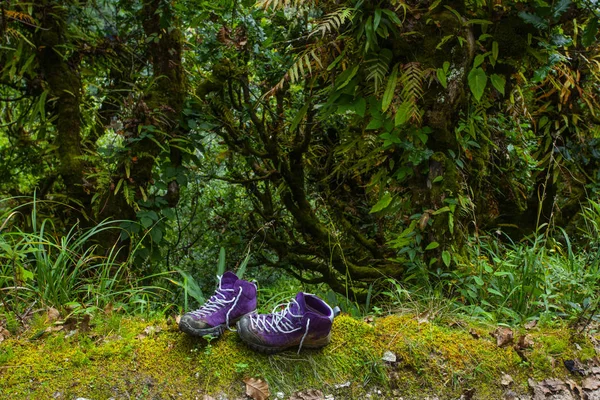 Violet trekking shoes on the nature. Nepal — Stock Photo, Image